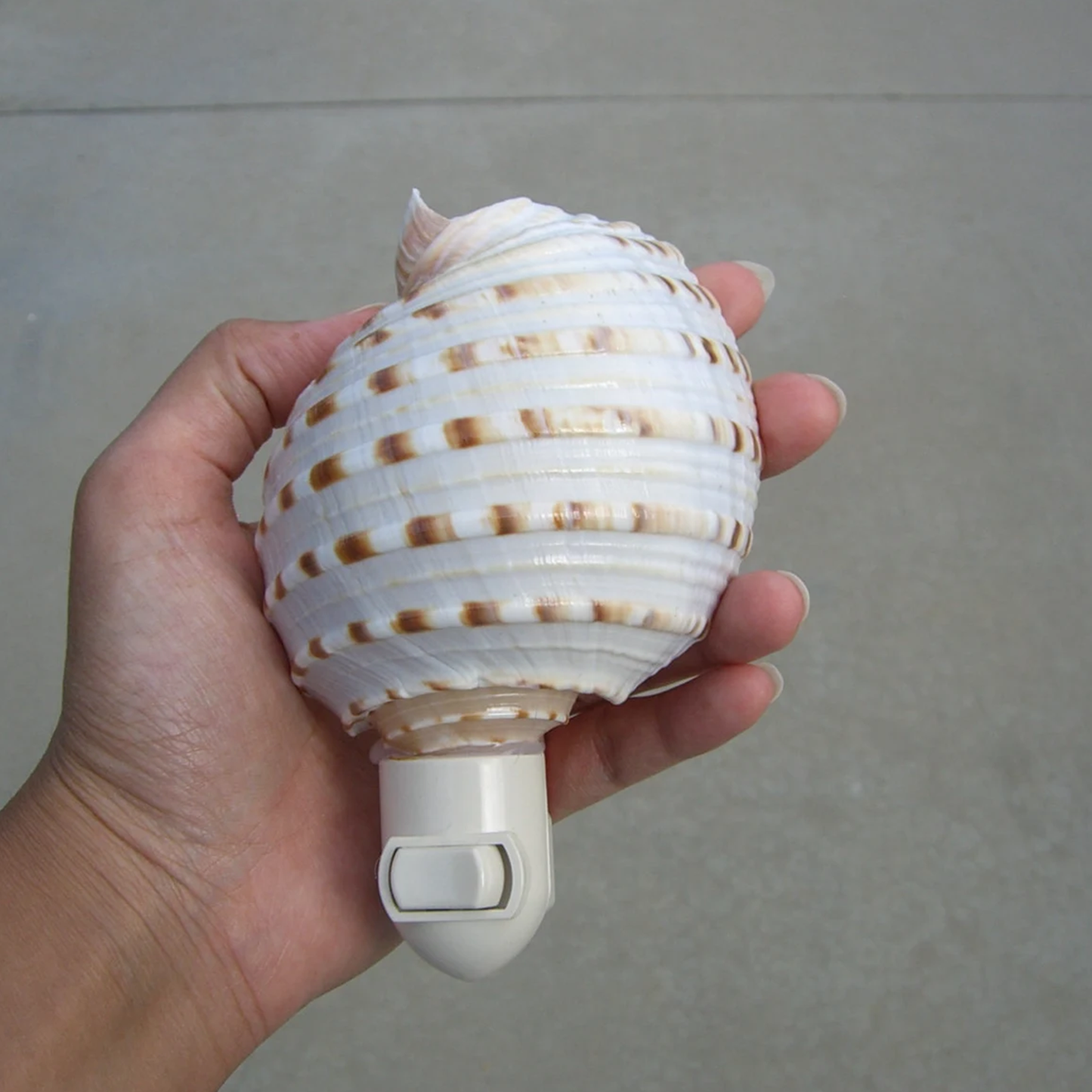 Banded Seashell Plug‑In Nightlight Coastal‑Style Wall Accent Light For Indoor Spaces