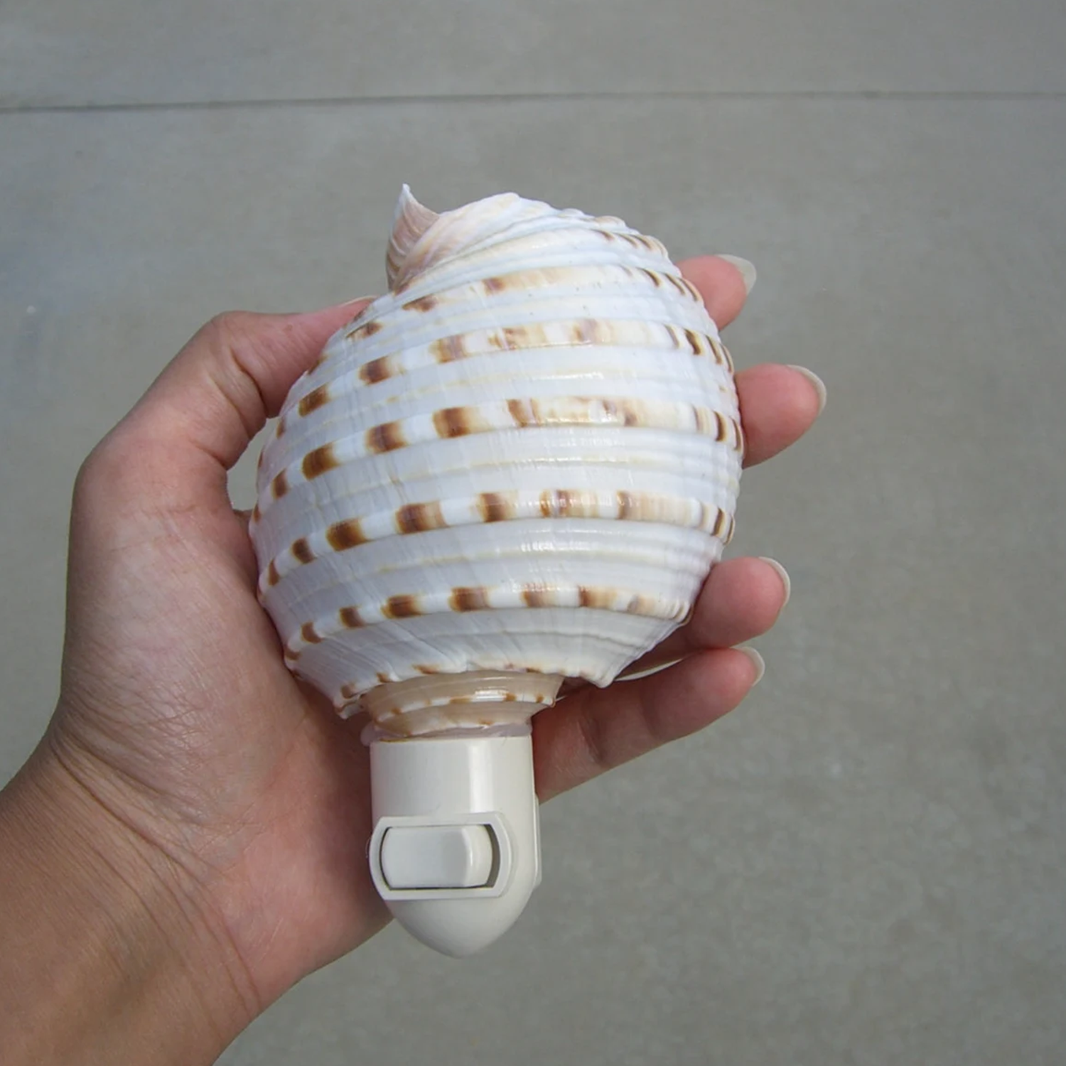 Banded Seashell Plug‑In Nightlight Coastal‑Style Wall Accent Light For Indoor Spaces