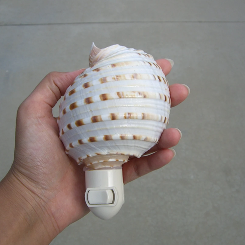 Banded Seashell Plug‑In Nightlight Coastal‑Style Wall Accent Light For Indoor Spaces