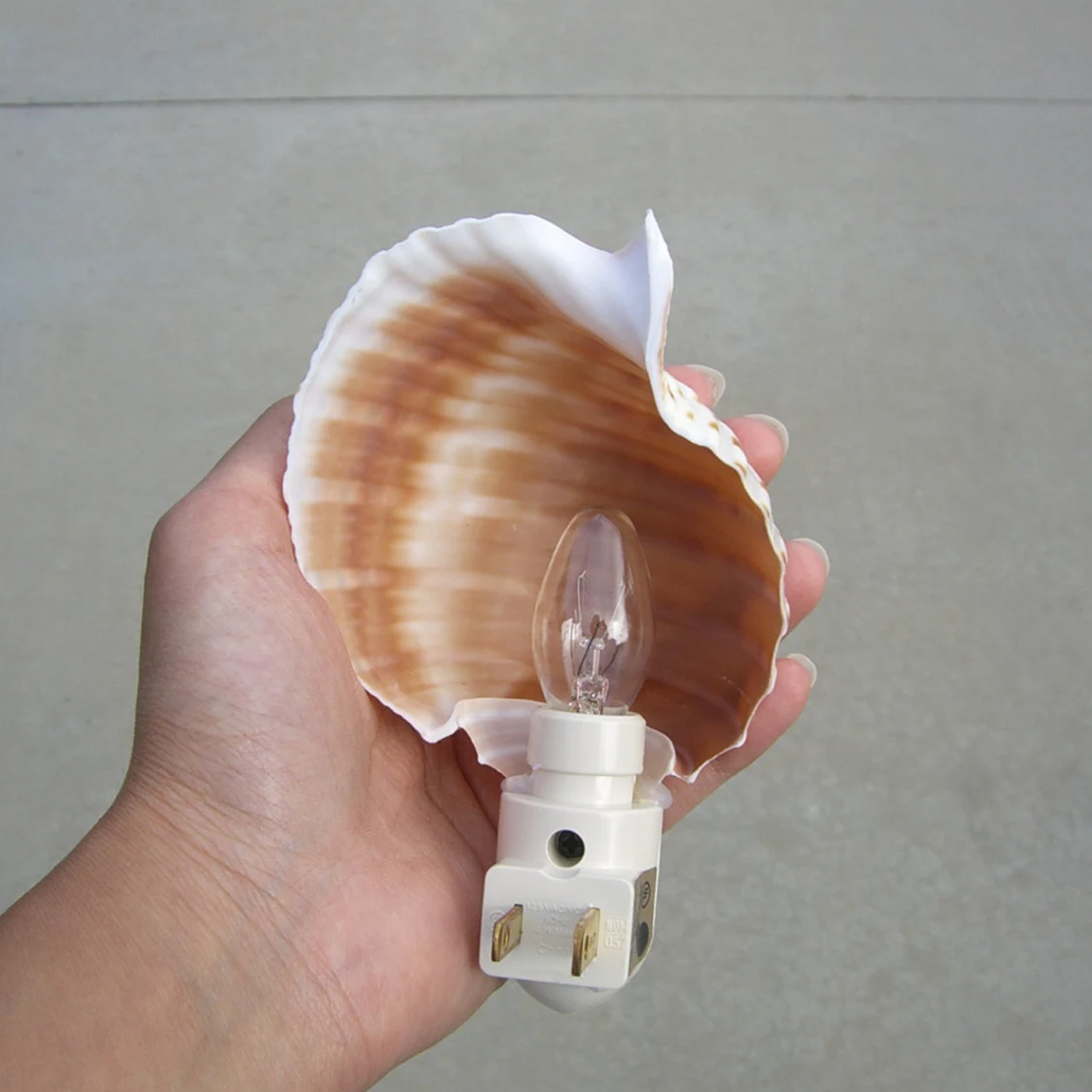 Banded Seashell Plug‑In Nightlight Coastal‑Style Wall Accent Light For Indoor Spaces